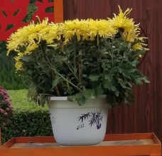 点击阅读文章